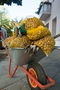 12000 Blumenzwiebeln für den Kiez